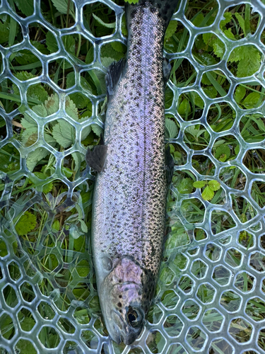 ニジマスの釣果