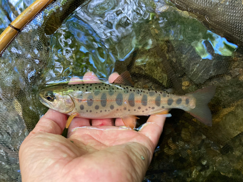 ヤマメの釣果