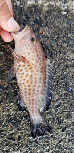 オオモンハタの釣果