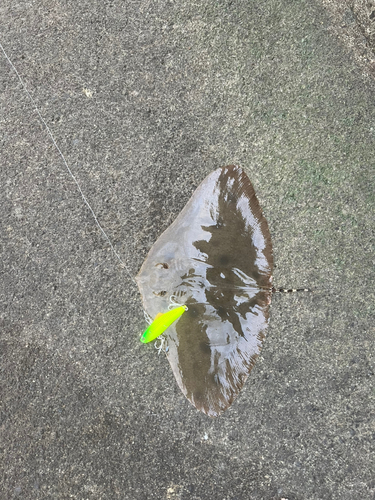 ツバクロエイの釣果