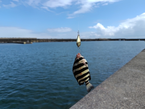 イシダイの釣果