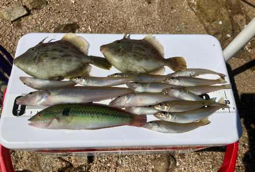 カワハギの釣果