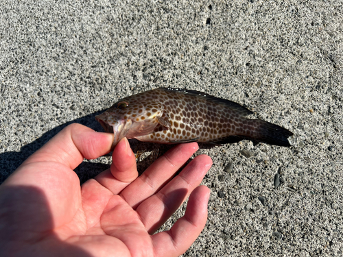 オオモンハタの釣果