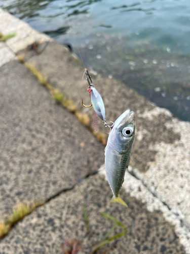 サバの釣果