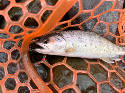 ヤマメの釣果