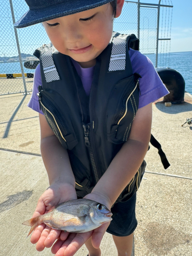 チャリコの釣果