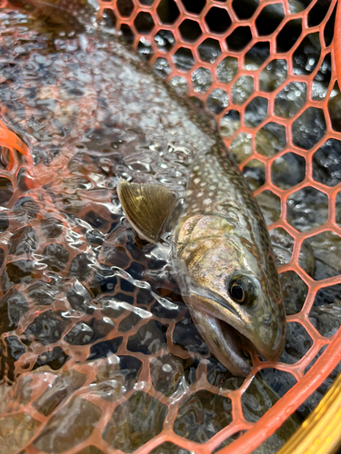 イワナの釣果