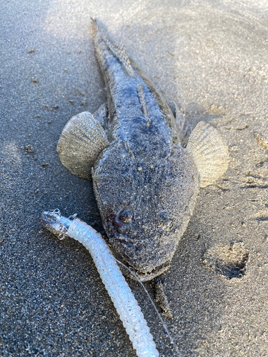 マゴチの釣果