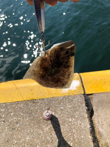 ヒラメの釣果