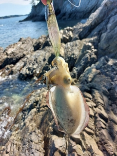 コウイカの釣果