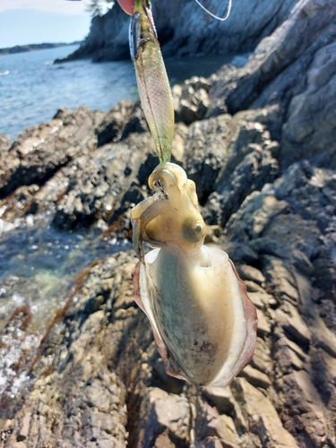 コウイカの釣果