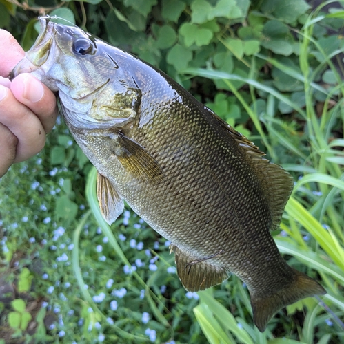 スモールマウスバスの釣果