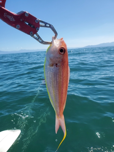 ソコイトヨリの釣果