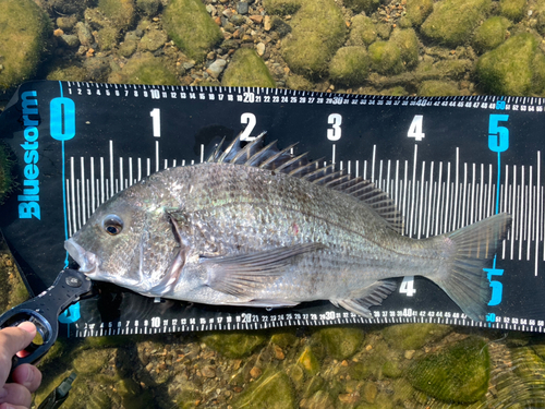 チヌの釣果