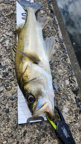 シーバスの釣果