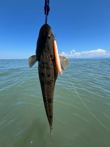 マゴチの釣果