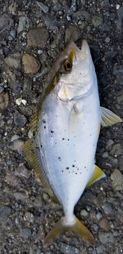 ショゴの釣果