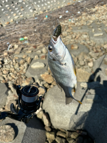 キビレの釣果