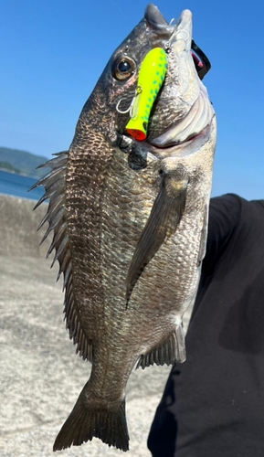 クロダイの釣果