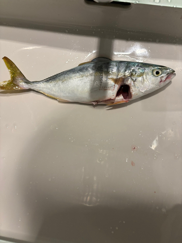 ツバスの釣果