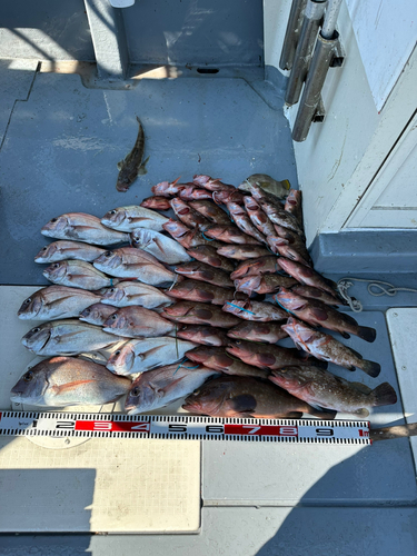 タイの釣果