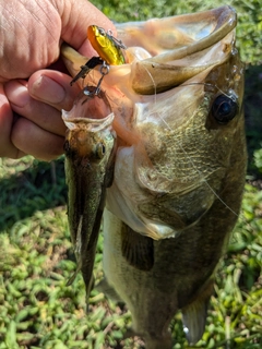 ブラックバスの釣果