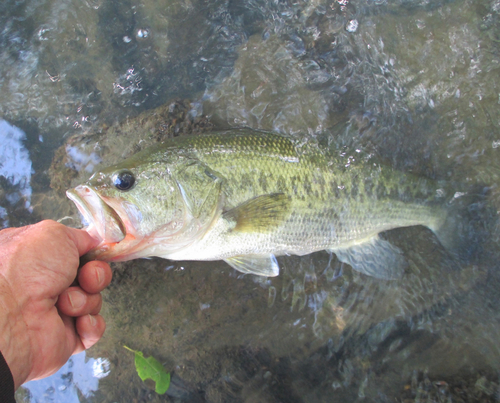 ラージマウスバスの釣果