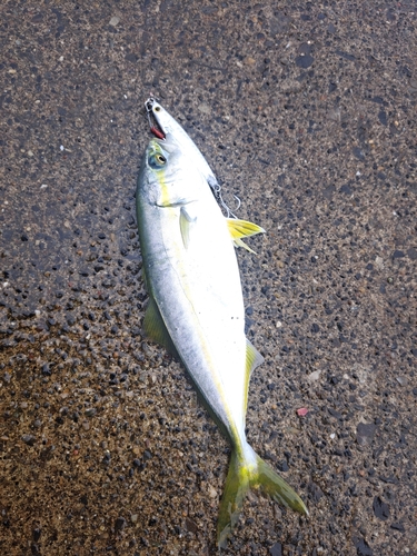 釣果