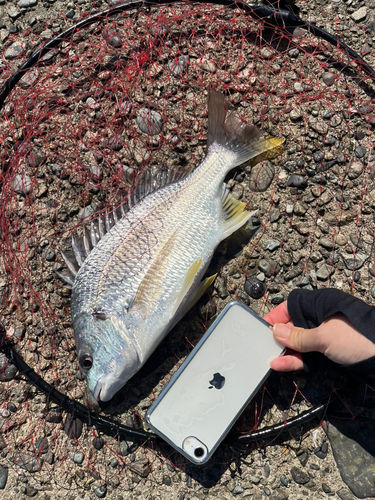 キビレの釣果