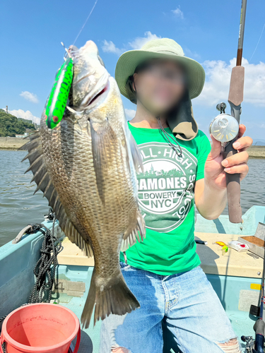 チヌの釣果