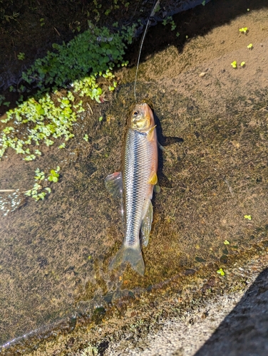 カワムツの釣果