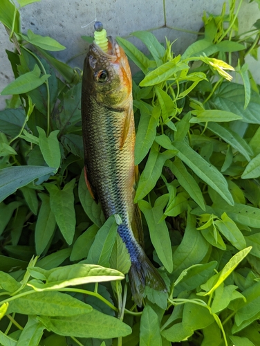 カワムツの釣果