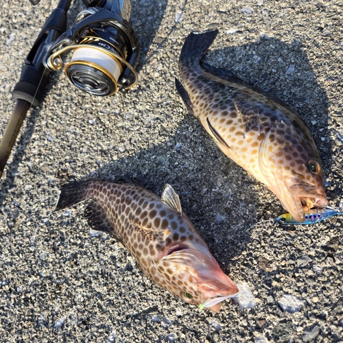 オオモンハタの釣果