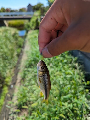 カワムツの釣果