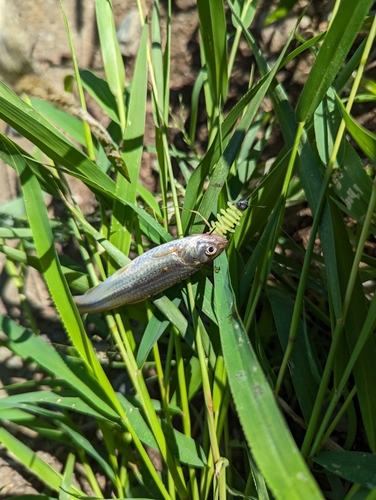 タモロコの釣果