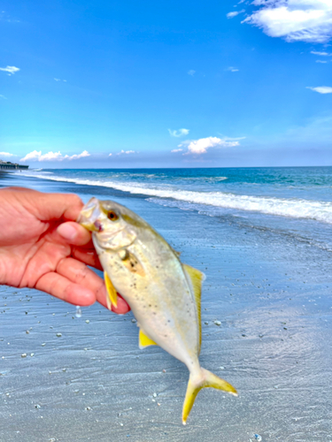 ショゴの釣果