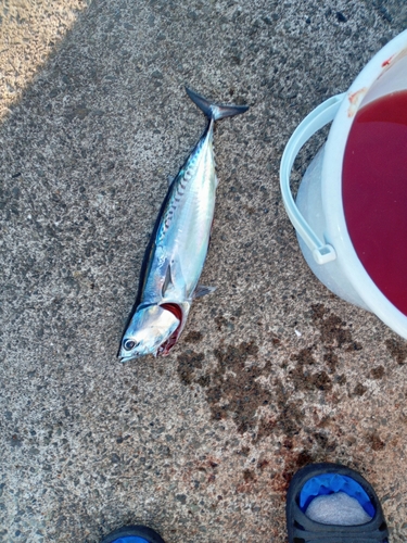 ソウダガツオの釣果