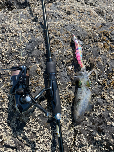 イカの釣果