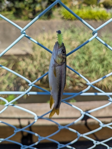 タモロコの釣果