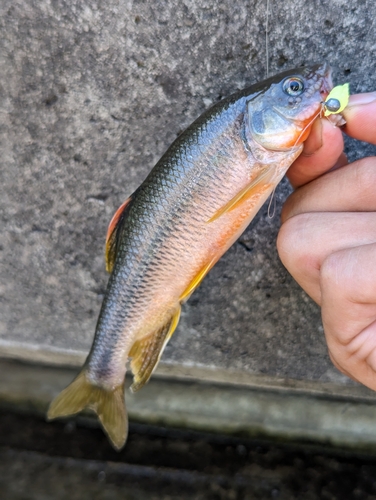 カワムツの釣果