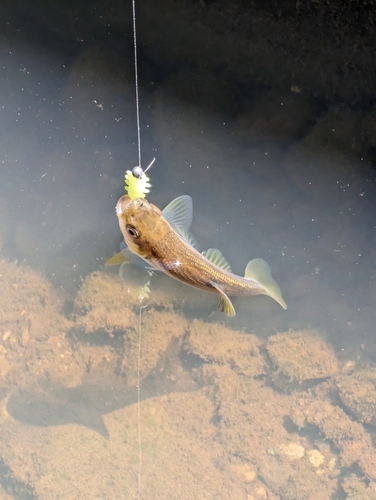 カワムツの釣果