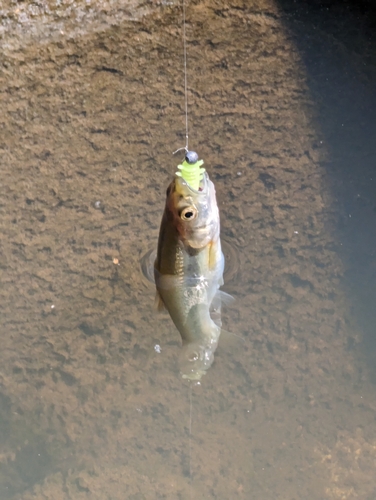 アブラハヤの釣果