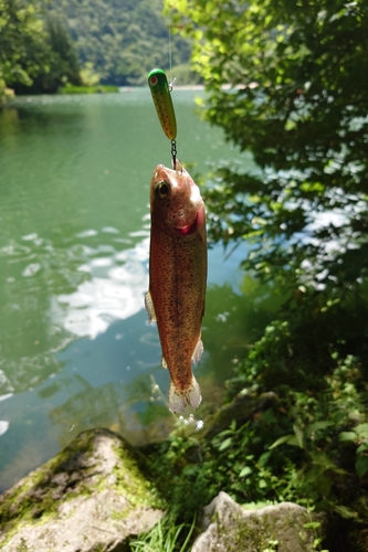 ヤマメの釣果