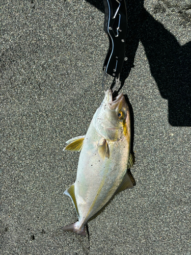 ショゴの釣果