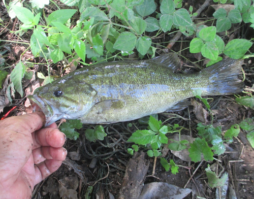 スモールマウスバスの釣果