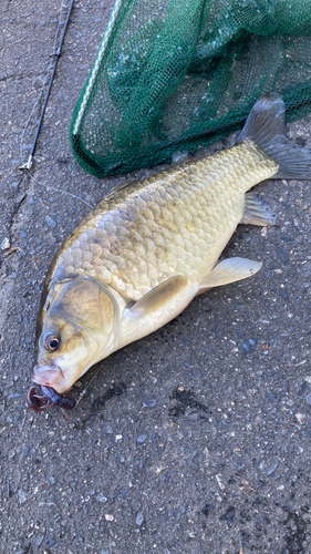 フナの釣果