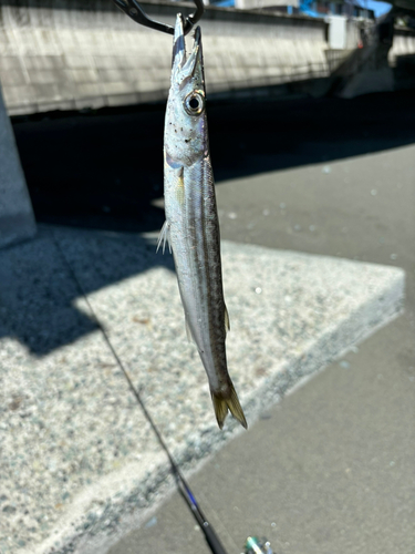 カマスの釣果