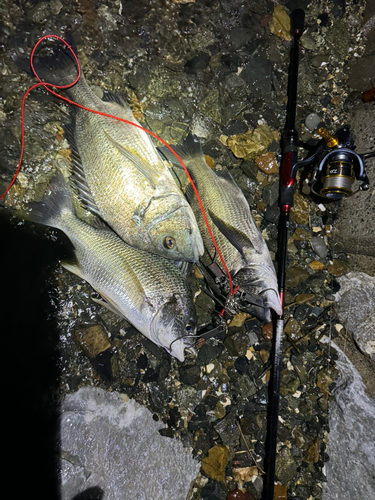 クロダイの釣果