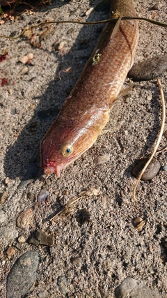 エソの釣果