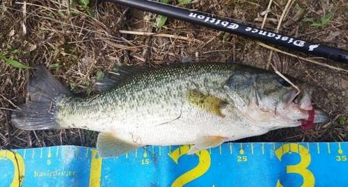 ブラックバスの釣果